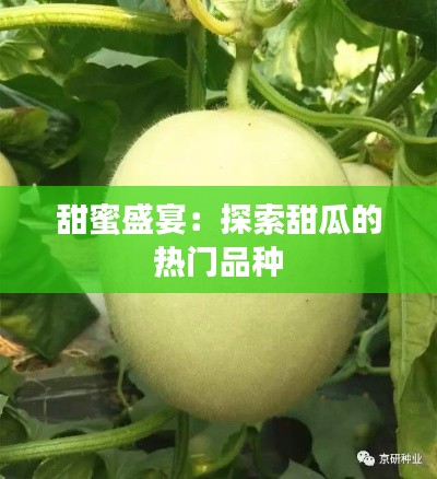 甜蜜盛宴：探索甜瓜的热门品种