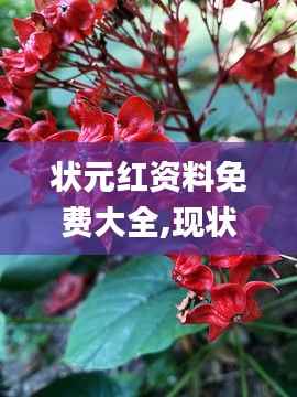 状元红资料免费大全,现状说明解析_VR版1.835