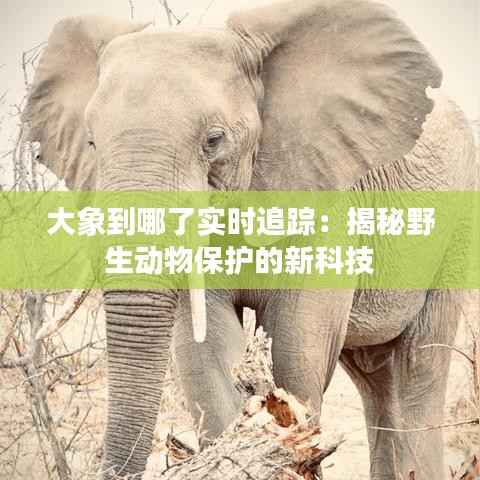 大象到哪了实时追踪：揭秘野生动物保护的新科技