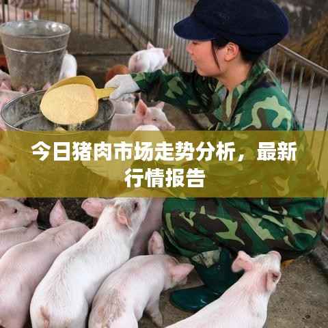 今日猪肉市场走势分析,最新行情报告