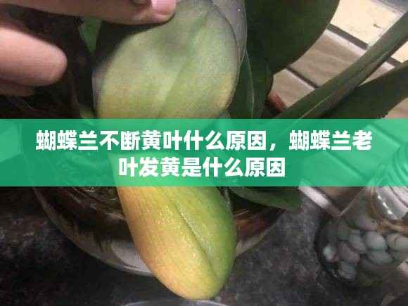 蝴蝶兰不断黄叶什么原因，蝴蝶兰老叶发黄是什么原因 