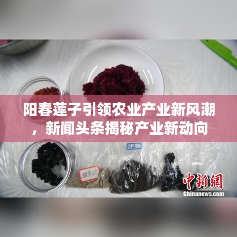 阳春莲子引领农业产业新风潮,新闻头条揭秘产业新动向