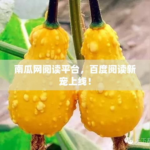 南瓜网阅读平台,百度阅读新宠上线!